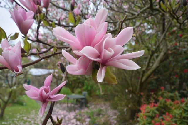 Magnolia